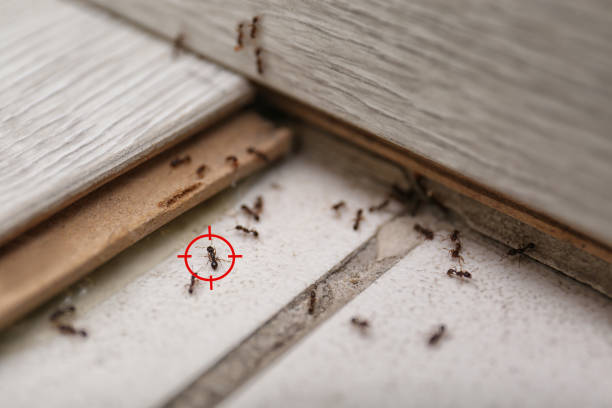 Best Insect Control  in Wahpeton, ND