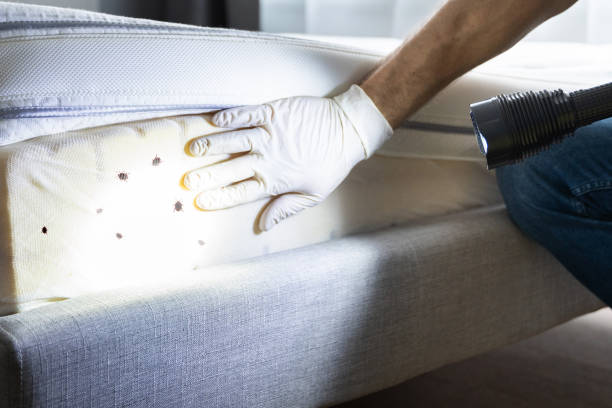 Wasp Removal Services in Wahpeton, ND